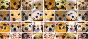 muffin